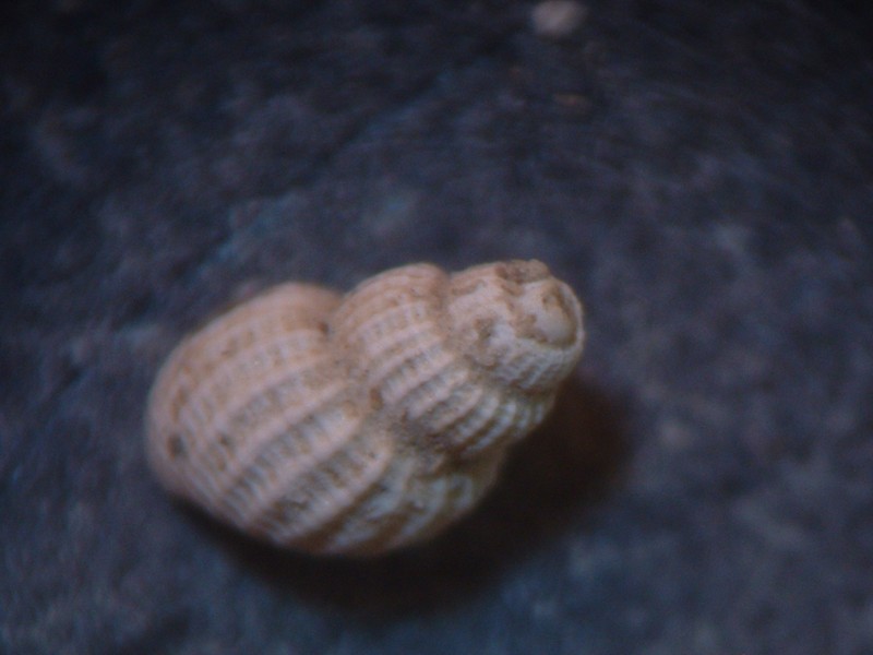 pyramidellidae plioceniche